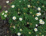 Argyranthemum frutescens. Цветущее растение. Испания, Канарские острова, Тенерифе, горный массив Тено, сухой каменистый склон, среди ксерофитных кустарников. Март 2008 г.