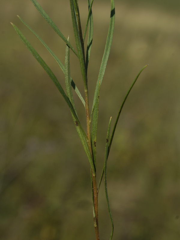 Image of Galatella angustissima specimen.