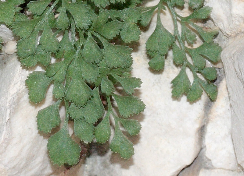 Image of Asplenium ruta-muraria specimen.