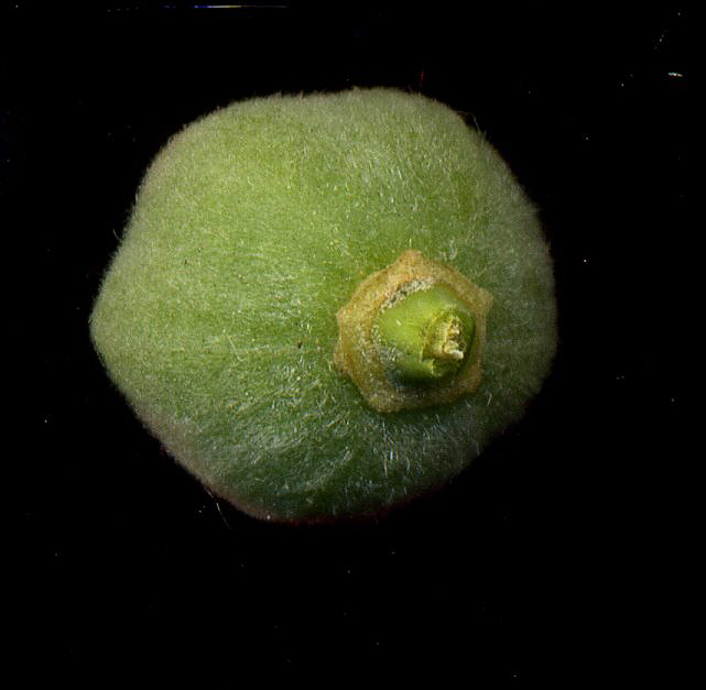 Image of Tilia cordifolia specimen.