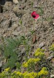 Papaver hybridum