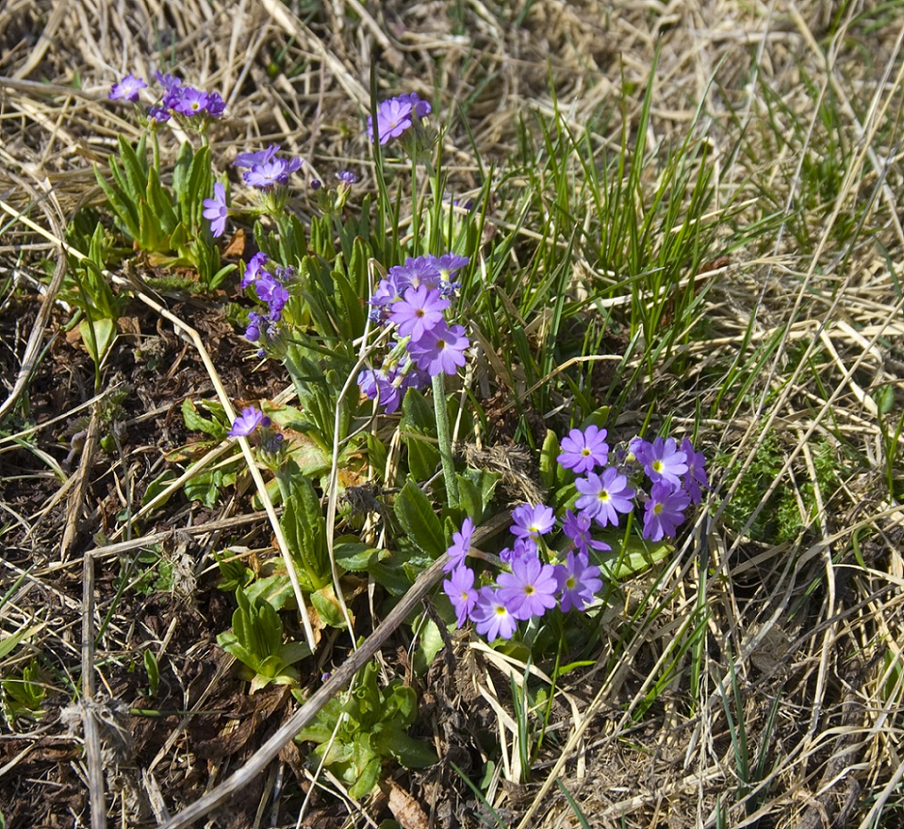 Image of Primula auriculata specimen.