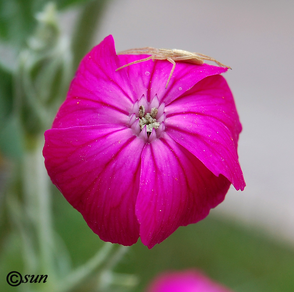 Image of Lychnis coronaria specimen.