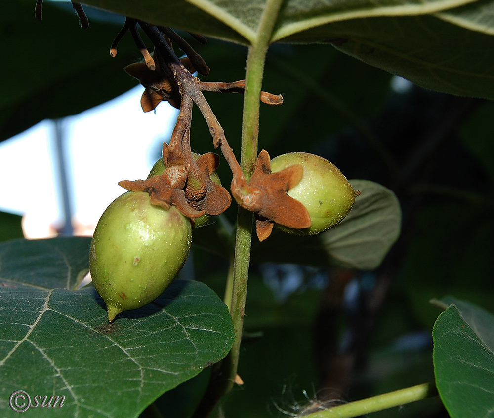 Image of Paulownia tomentosa specimen.