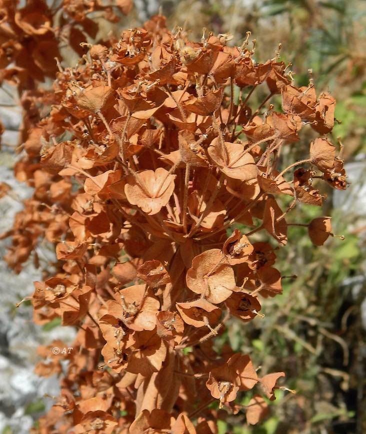 Изображение особи Euphorbia characias.