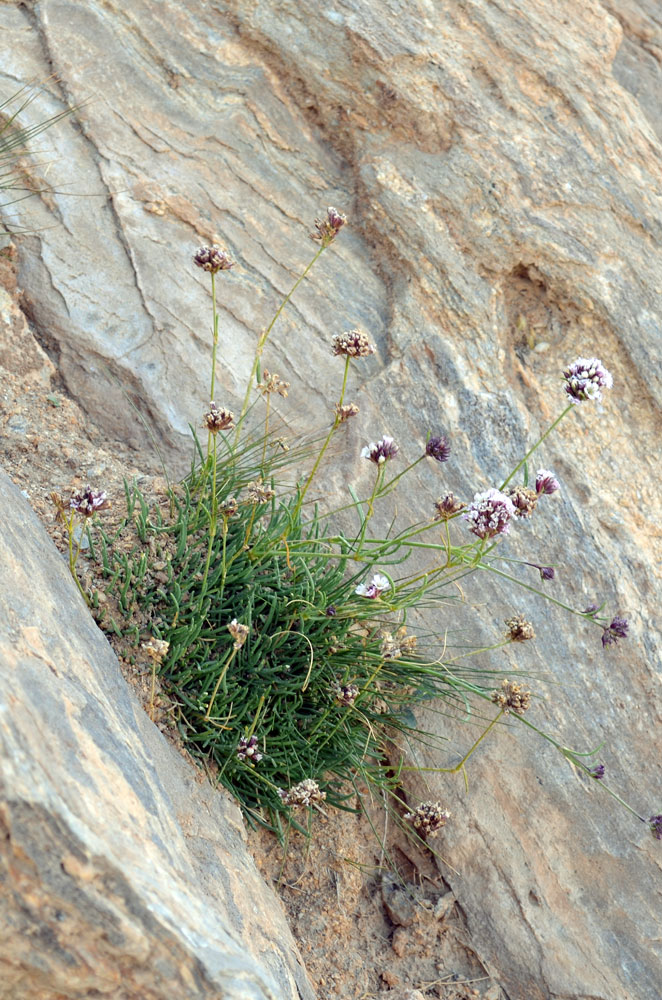 Изображение особи Gypsophila capituliflora.