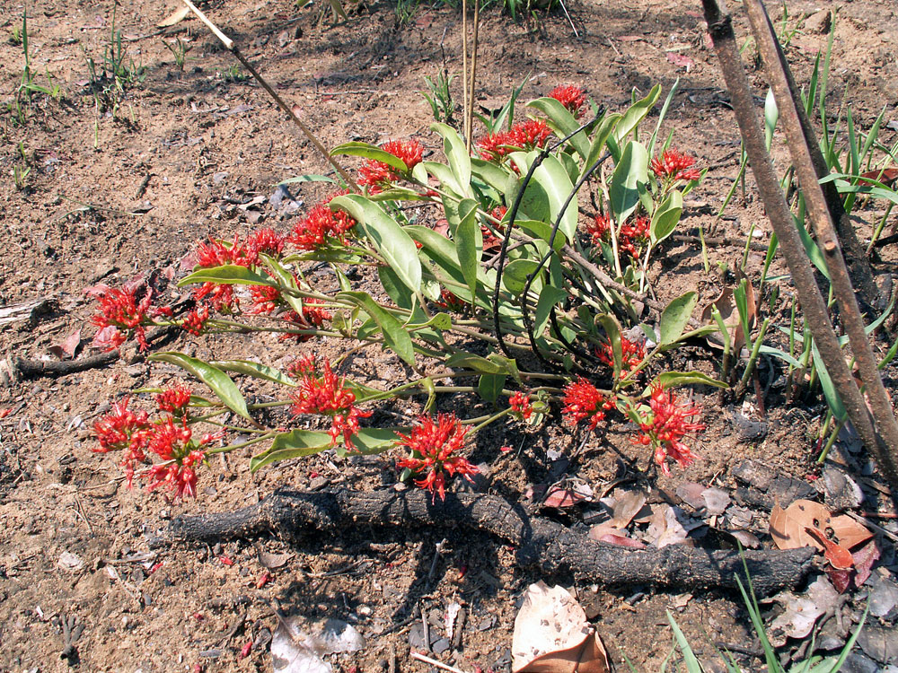 Image of Combretum platypetalum specimen.