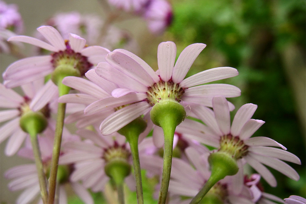 Image of Pericallis webbii specimen.