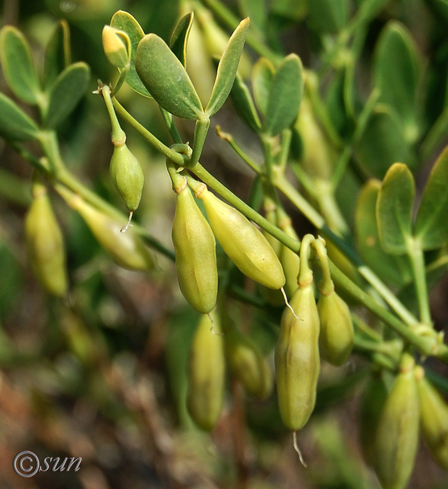 Image of Zygophyllum fabago specimen.