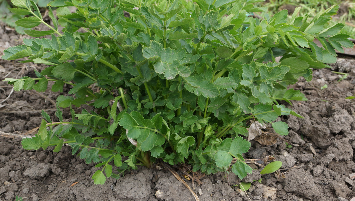 Image of Pastinaca sativa specimen.