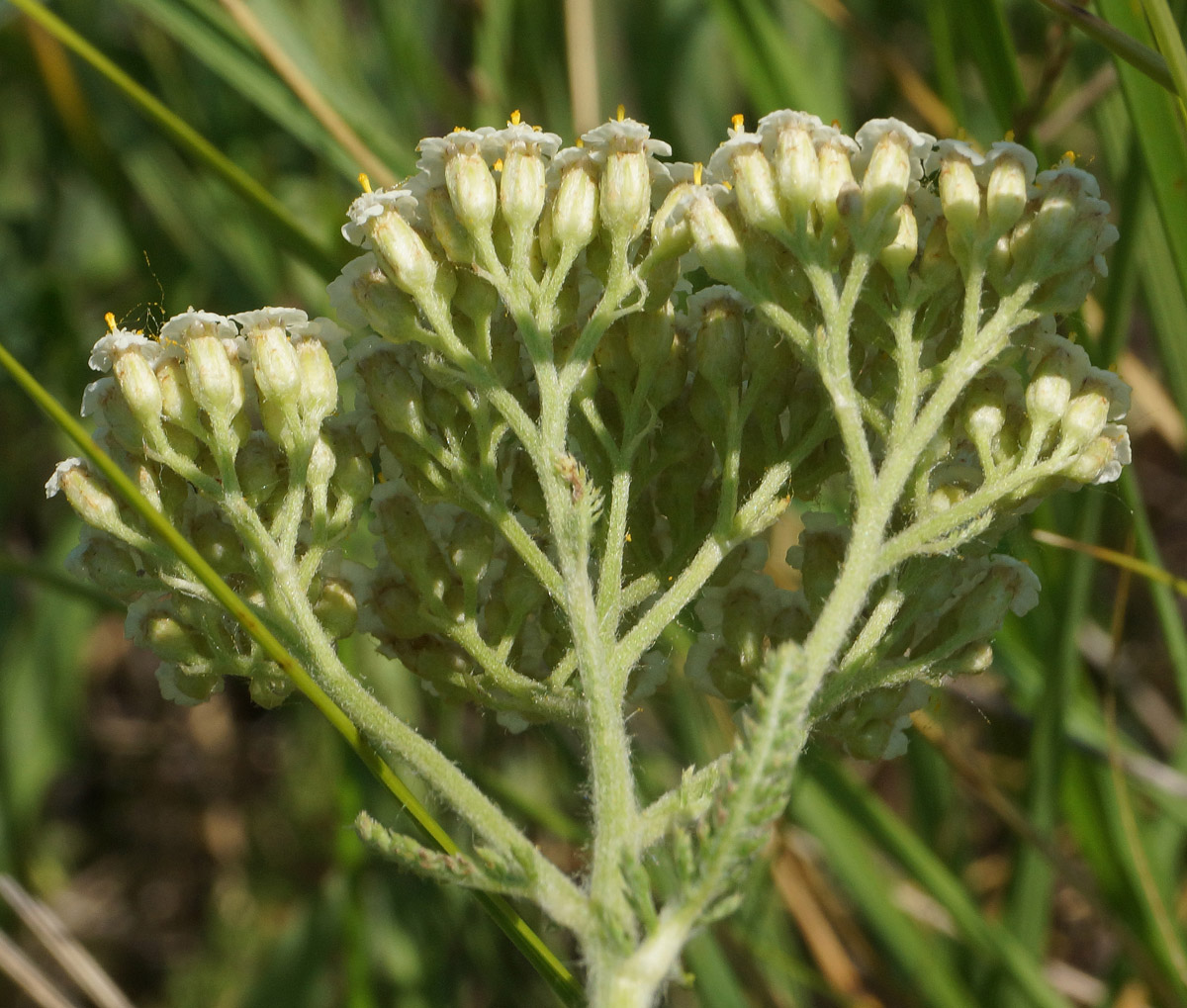 Image of Achillea millefolium specimen.