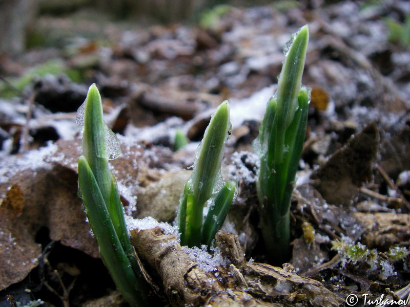 Image of Galanthus plicatus specimen.