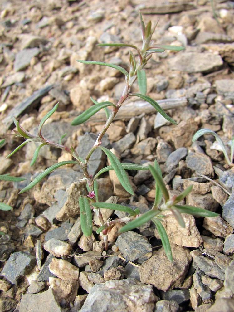 Image of Polygonum acetosum specimen.