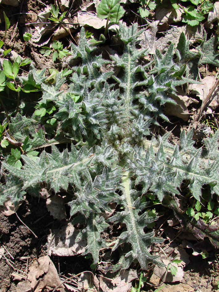 Image of Cirsium vulgare specimen.