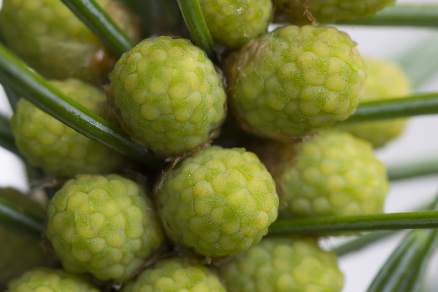 Image of Abies sibirica specimen.