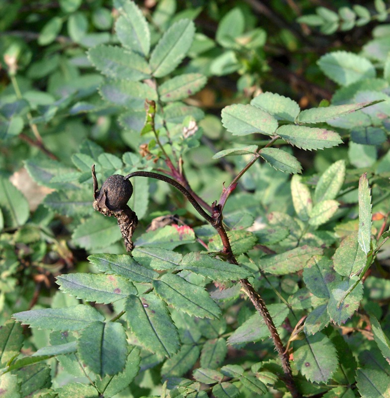 Image of Rosa spinosissima specimen.