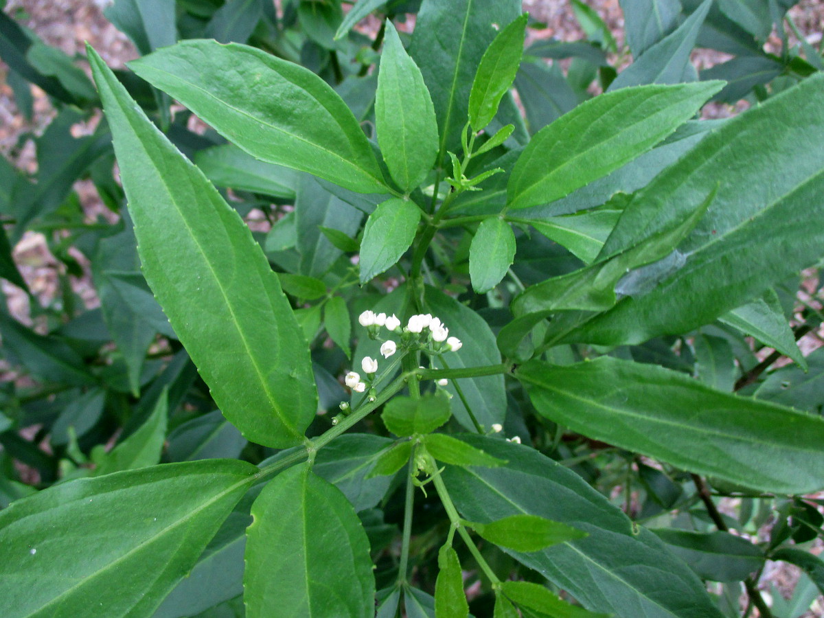 Image of Sambucus australasica specimen.