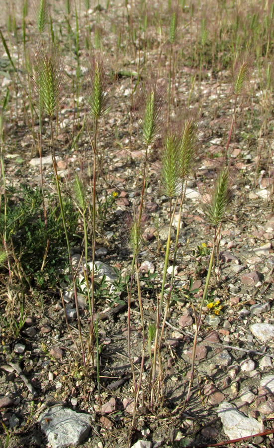 Изображение особи Hordeum geniculatum.