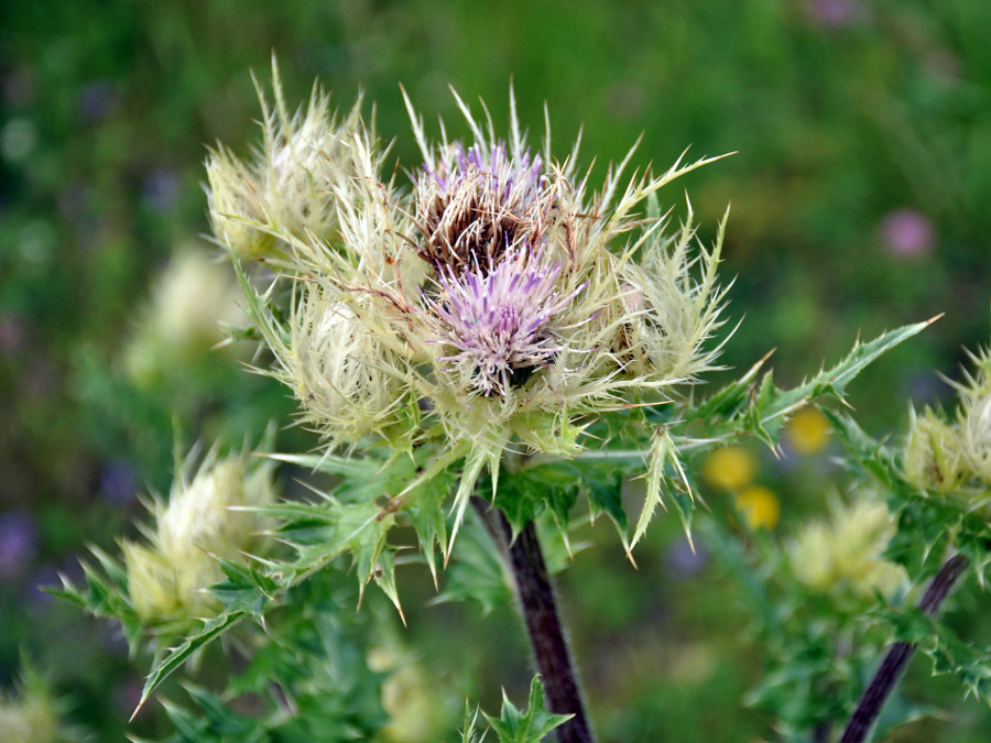 Изображение особи Cirsium obvallatum.