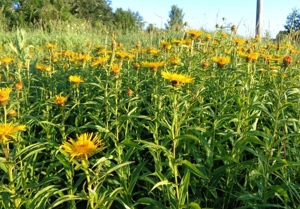 Image of Inula salicina specimen.