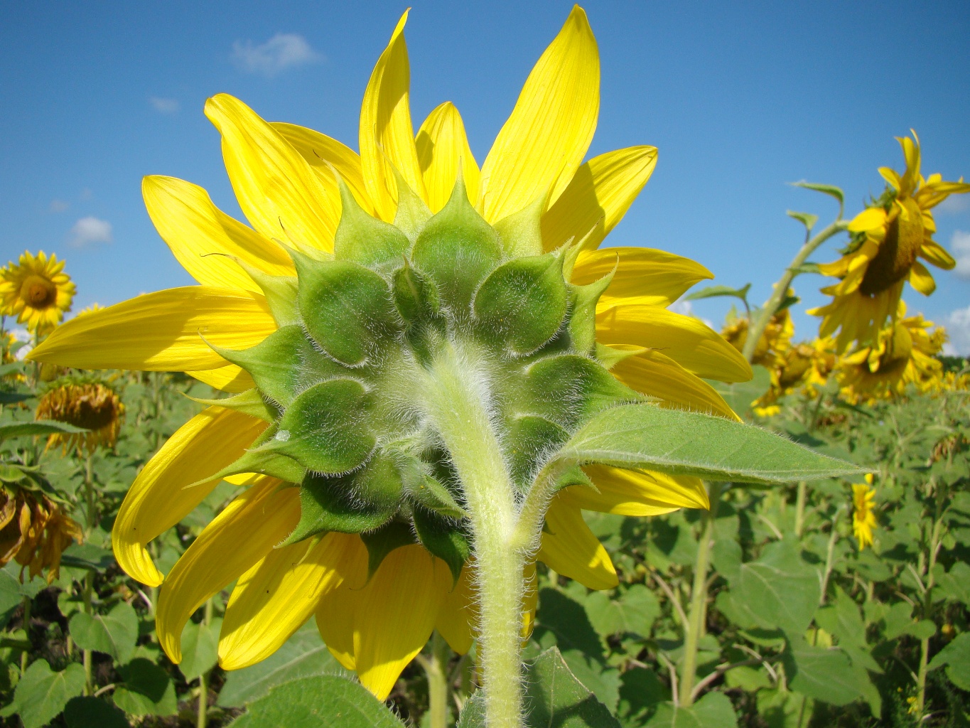 Image of Helianthus annuus specimen.