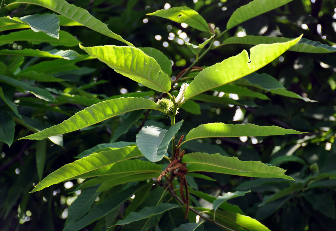 Image of Castanea sativa specimen.