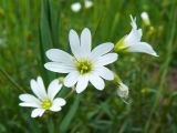 Cerastium arvense