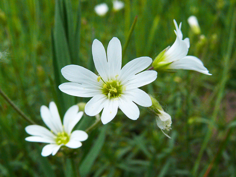 Image of Cerastium arvense specimen.