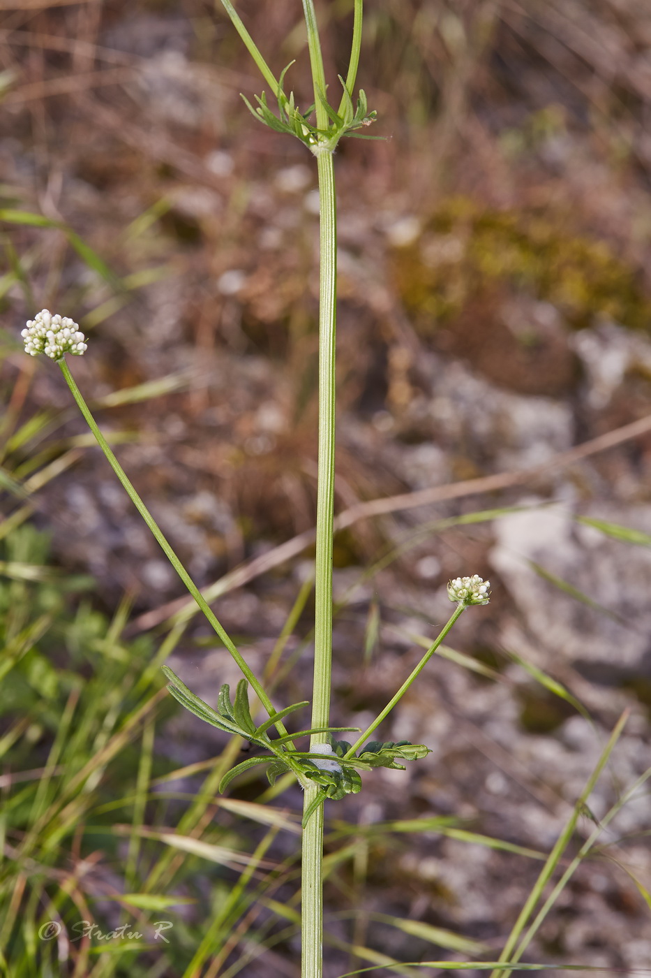 Image of genus Valeriana specimen.