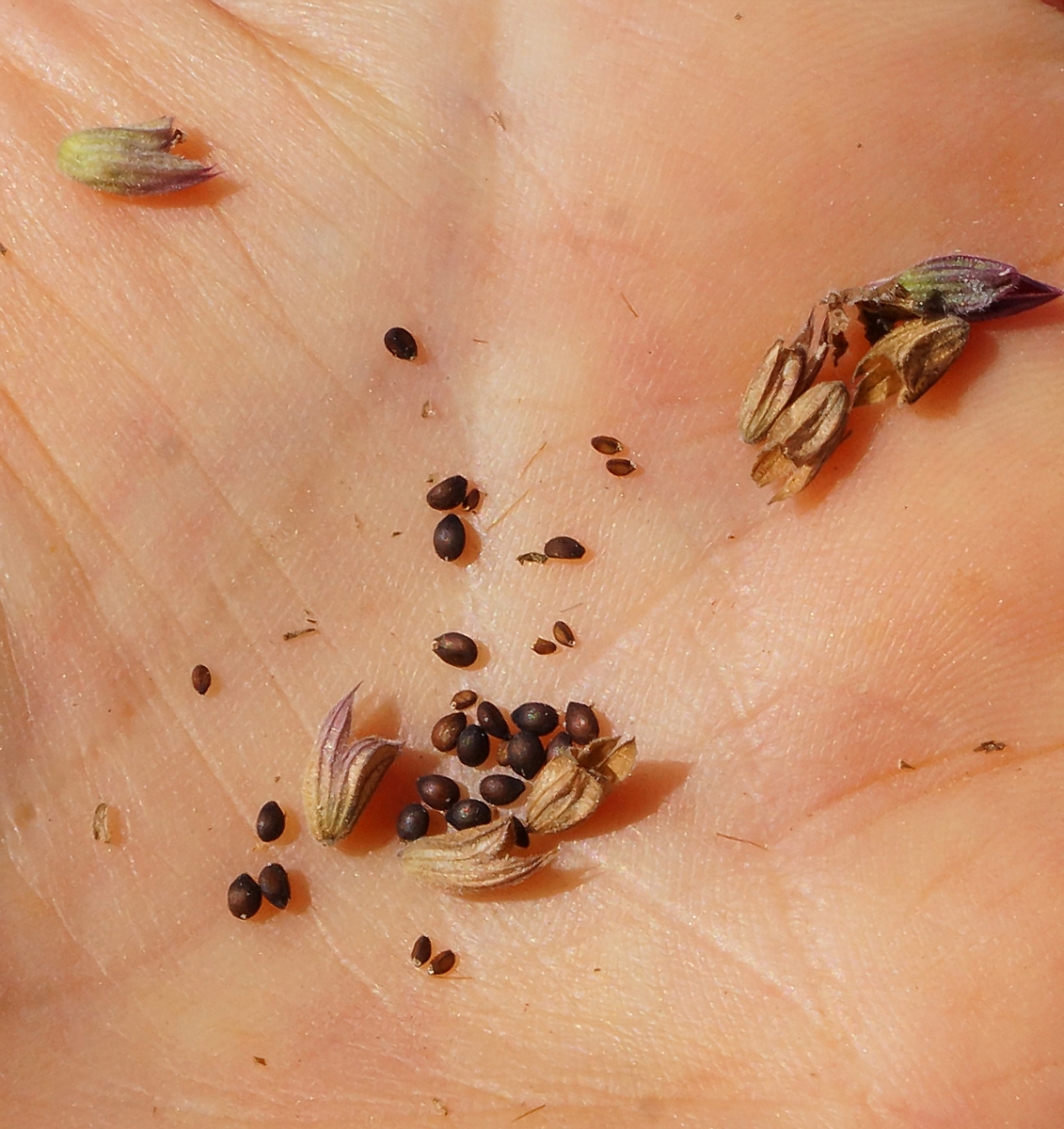 Image of Salvia deserta specimen.