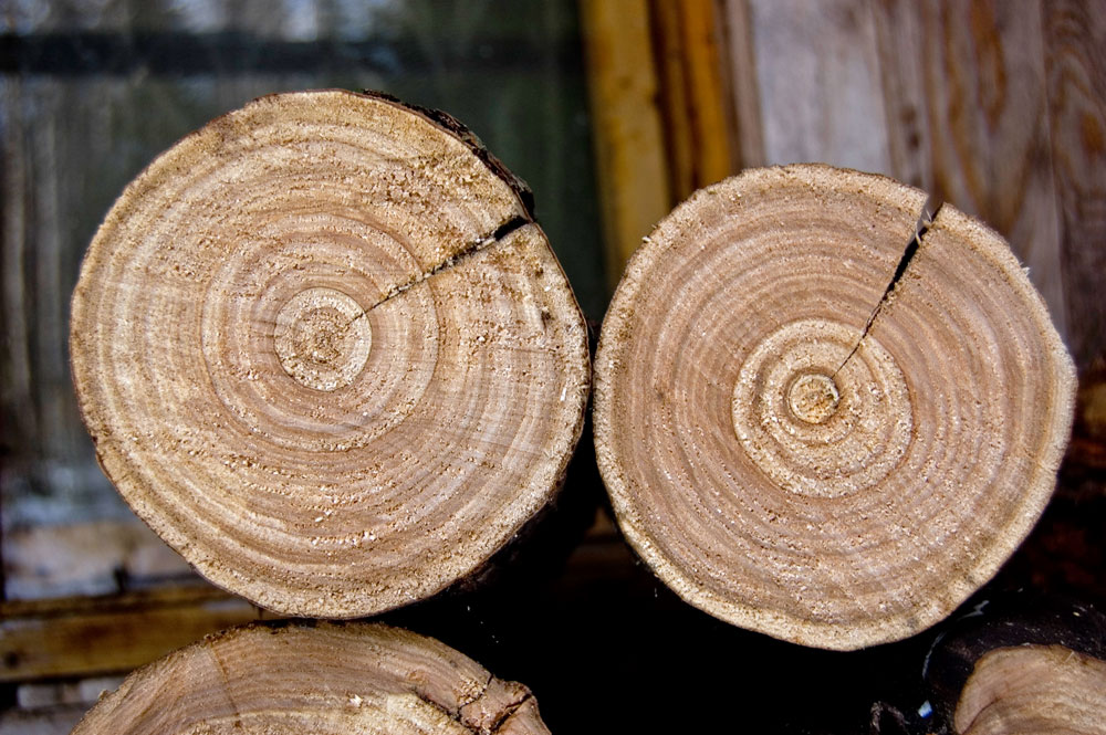 Изображение особи Ulmus glabra.