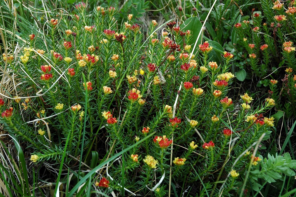 Изображение особи Rhodiola algida.