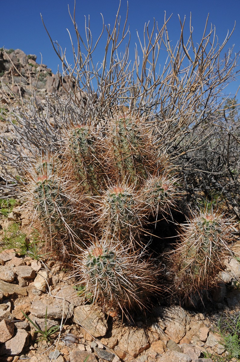 Image of Echinocereus engelmannii specimen.