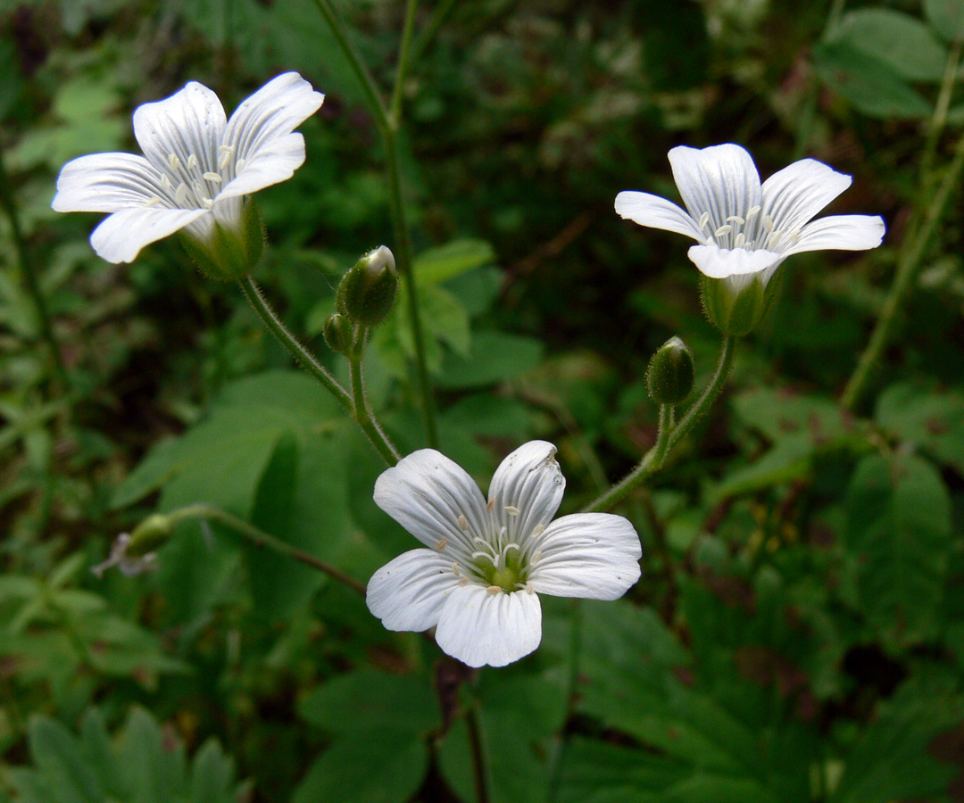 Image of Cerastium pauciflorum specimen.