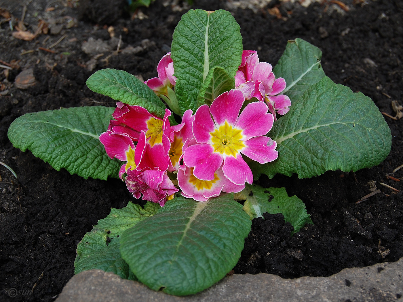 Image of genus Primula specimen.