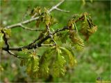 Quercus robur. Веточка с молодыми листьями. Украина, Ивано-Франковская обл., Болеховский горсовет, Поляницкий сельсовет, Поляницкий региональный ландшафтный парк, смешанный лес, небольшая поляна. 10.05.2017.