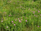 Geranium sanguineum. Цветущие растения. Ульяновское Заволжье, бывшая запретная полоса химскладов. 11.06.2017.