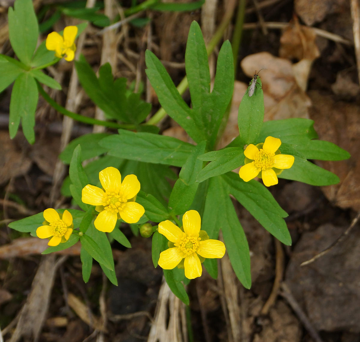 Image of genus Ranunculus specimen.