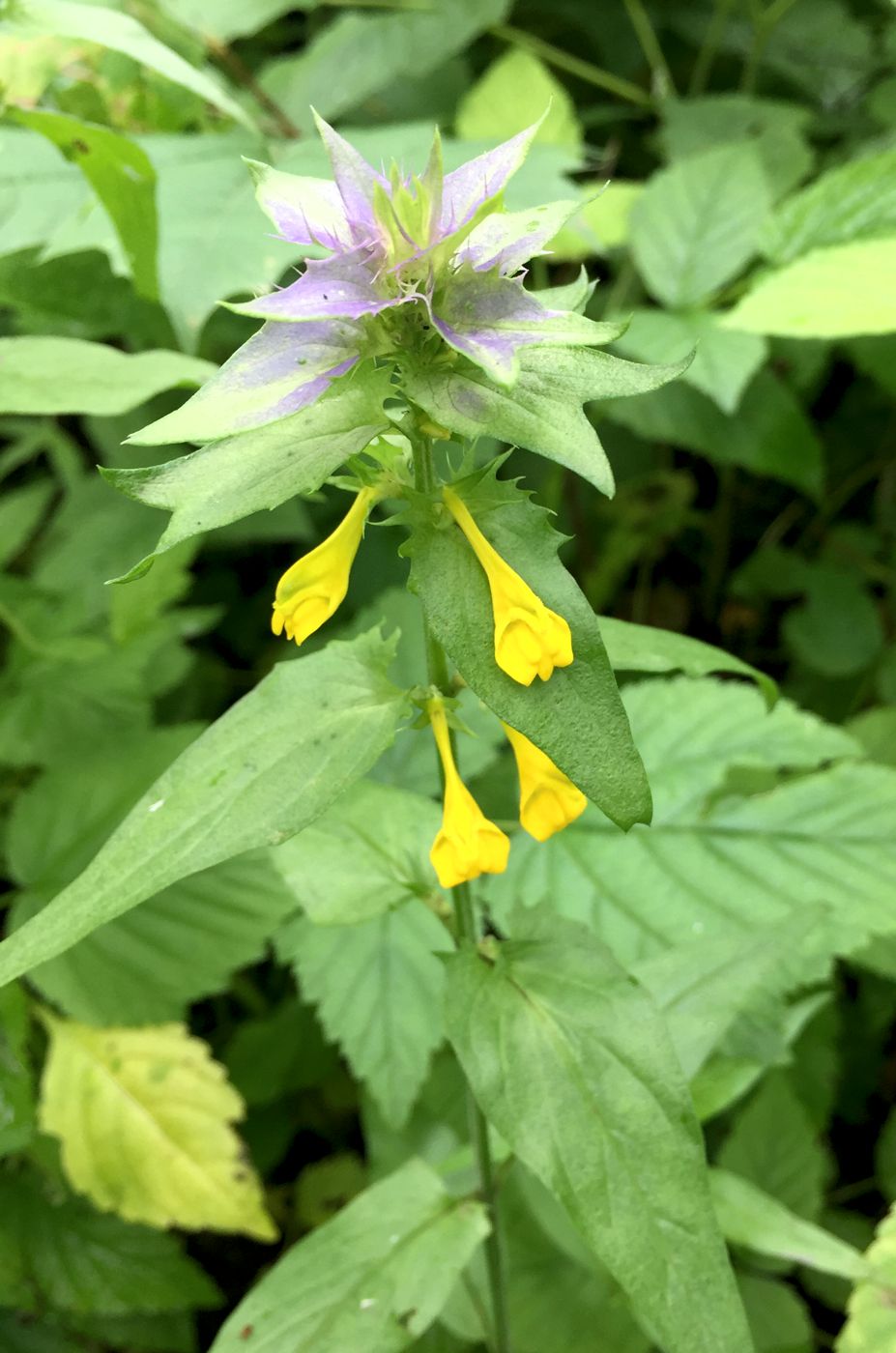 Image of Melampyrum nemorosum specimen.