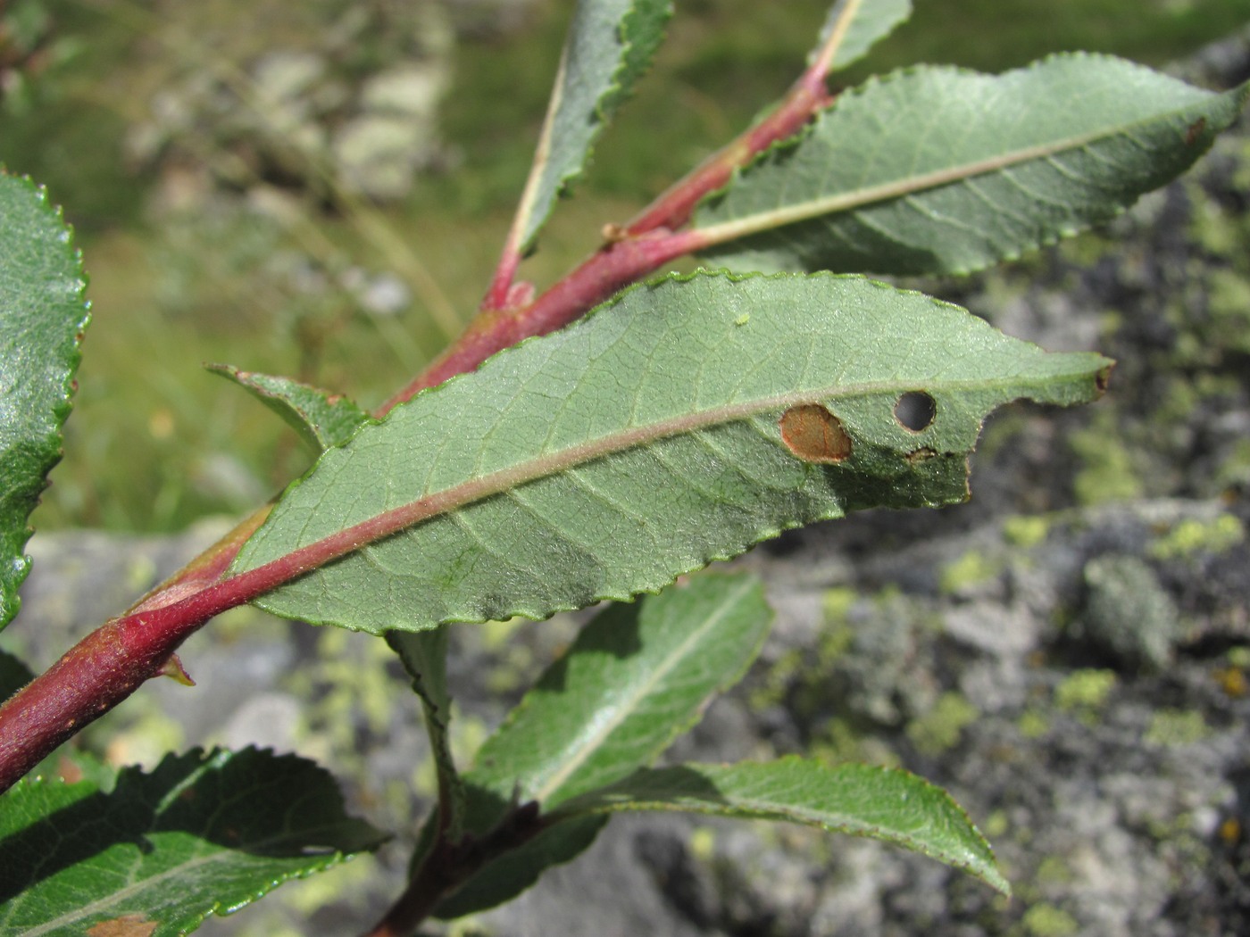 Изображение особи Salix kuznetzowii.