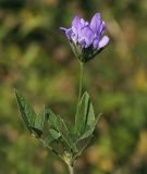 Psoralea bituminosa ssp. pontica