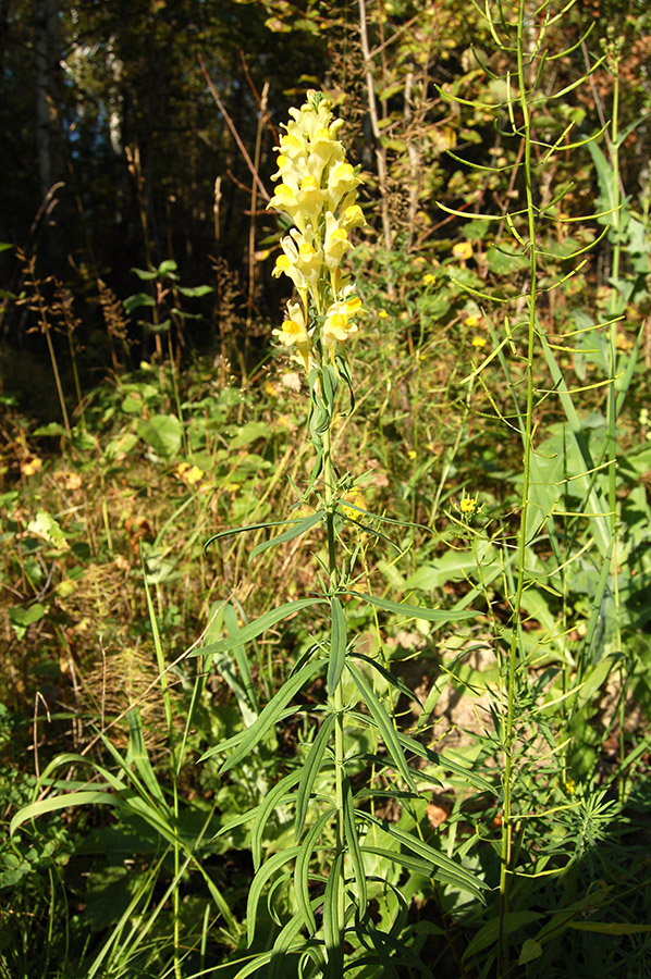 Изображение особи Linaria vulgaris.