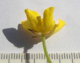 Ranunculus baidarae