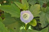 Nicandra physalodes