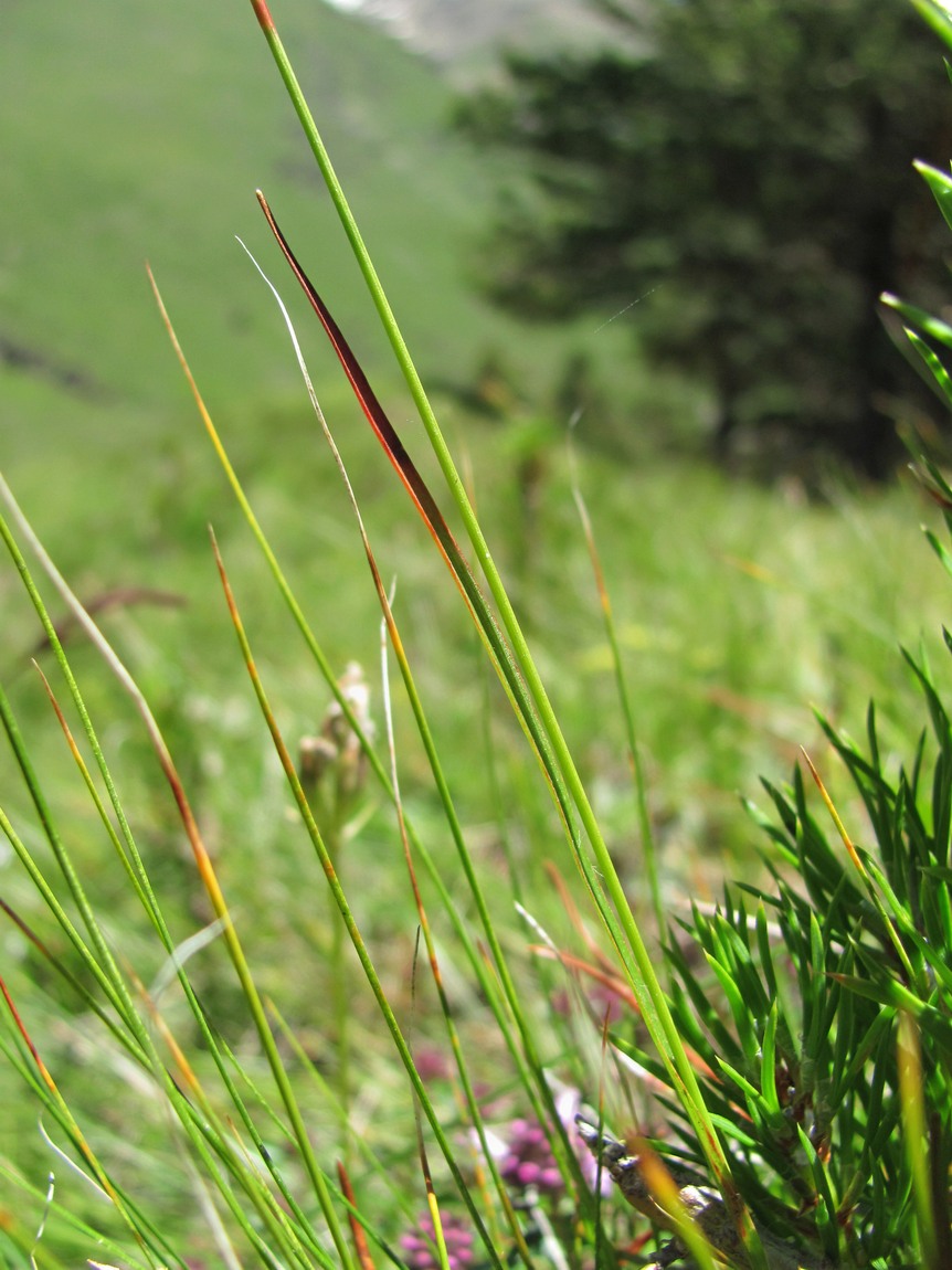 Image of Luzula multiflora specimen.