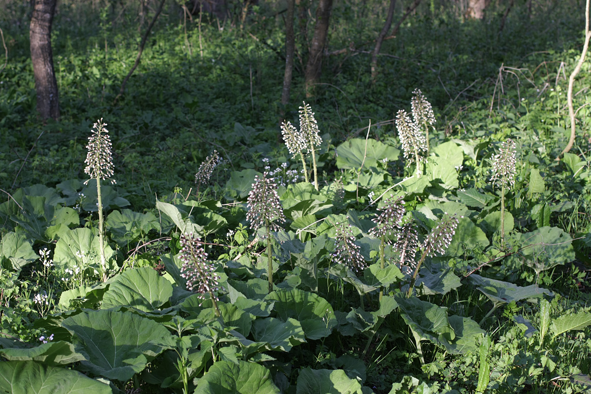 Изображение особи Petasites hybridus.