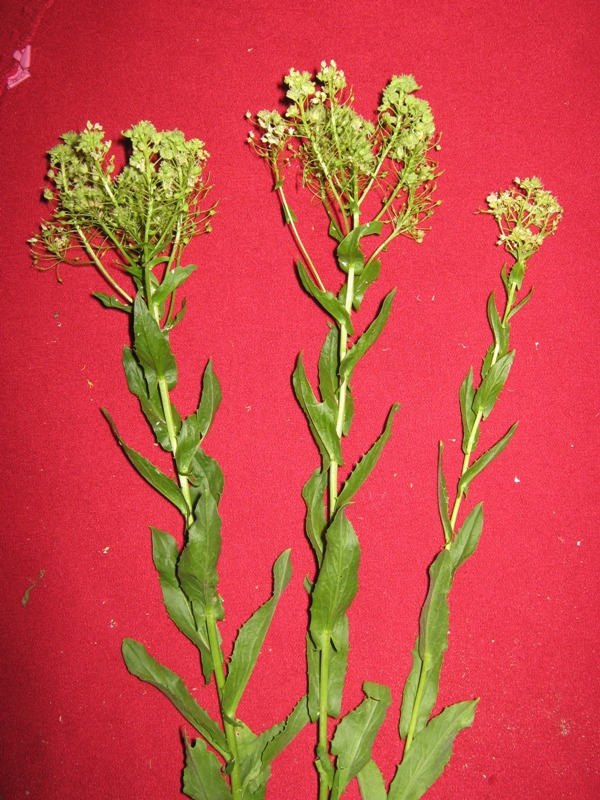 Image of Cardaria draba specimen.