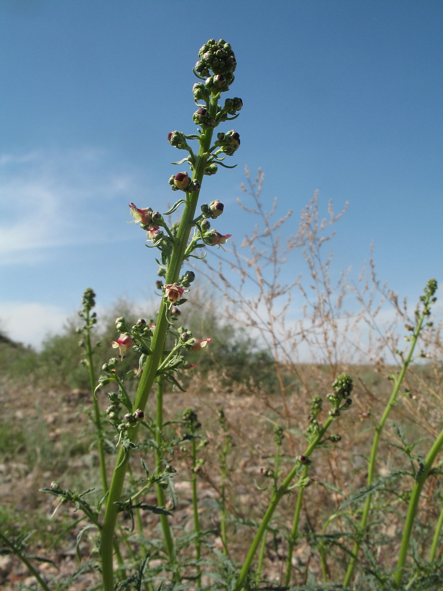 Image of Scrophularia xanthoglossa specimen.