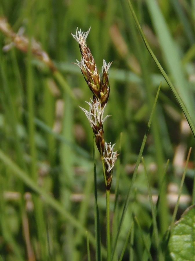 Image of Carex praecox specimen.