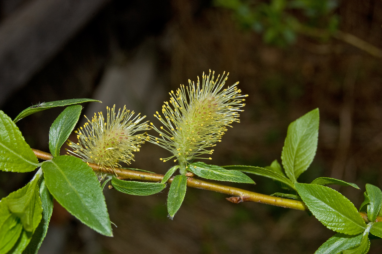 Image of Salix myrsinifolia specimen.